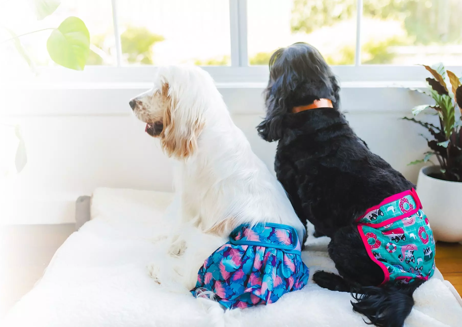 Two dogs wearing colorful shorts
