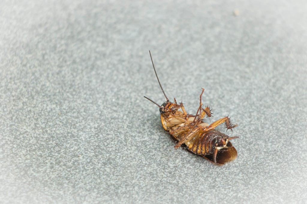 How to Pest-Proof Your Home Before Spring – Health Starts in the Kitchen