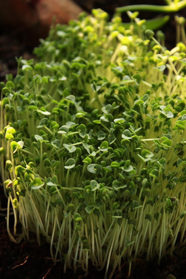 Vibrant microgreens thriving under natural sunlight on soil.