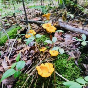 chanterelle mushrooms on forest floor