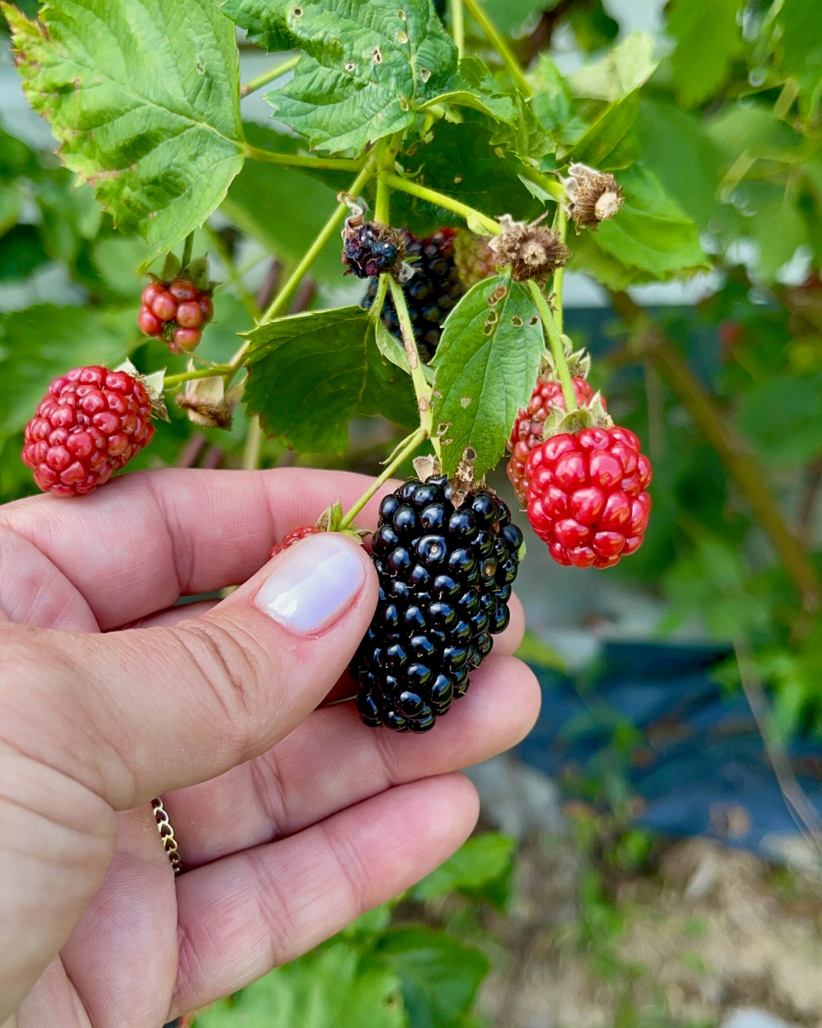 Ripe wild blackberries growing on thorny canes