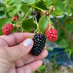 black berries growing wild