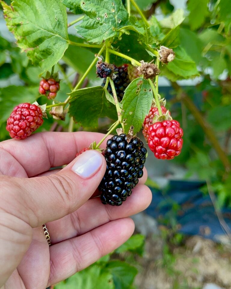black berries growing wild
