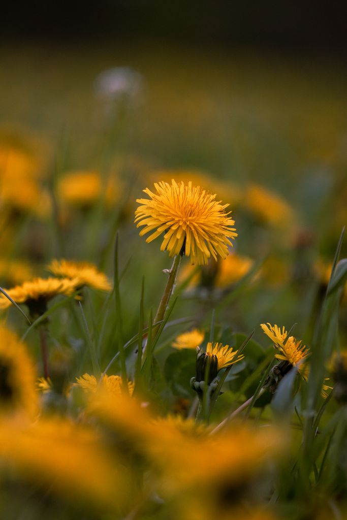 A close-up of dandelions in a lush Latvian meadow exuding vibrant spring colors.