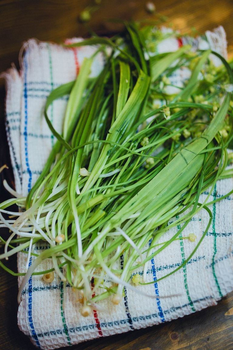 Bunch of fresh garlic chives displayed on a colorful checkered towel, perfect for culinary use.