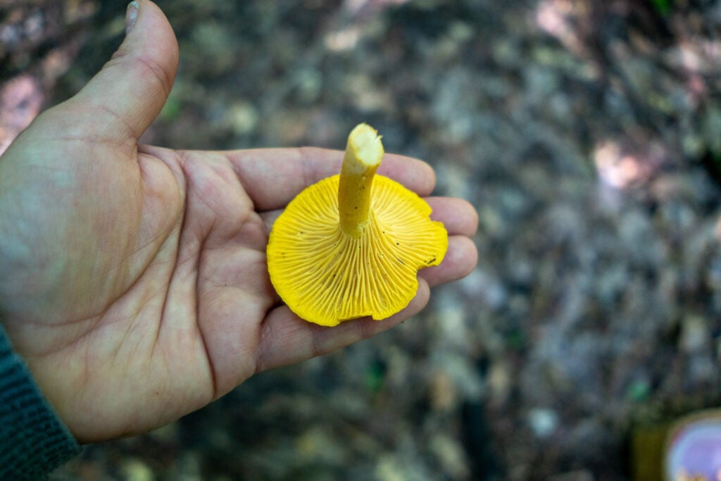 close up of wild chanterelle mushroom false gills