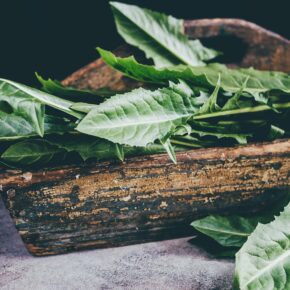 dandelion greens