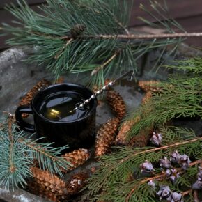 Surprising Pine Needle Tea Benefits