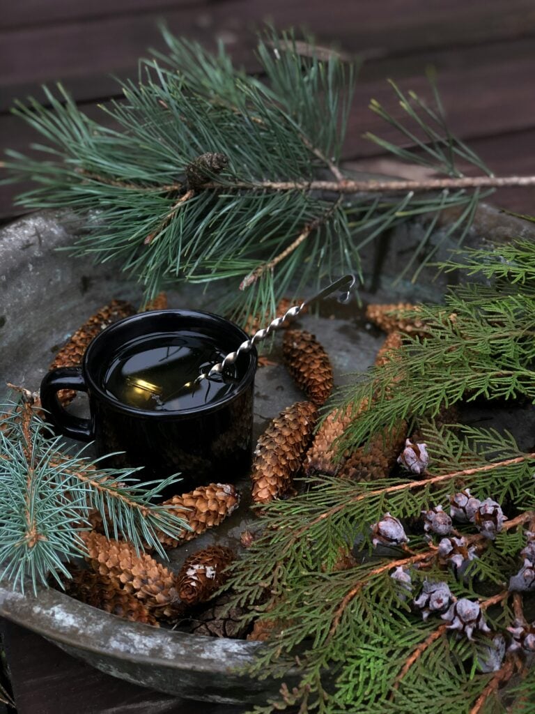 Surprising Pine Needle Tea Benefits