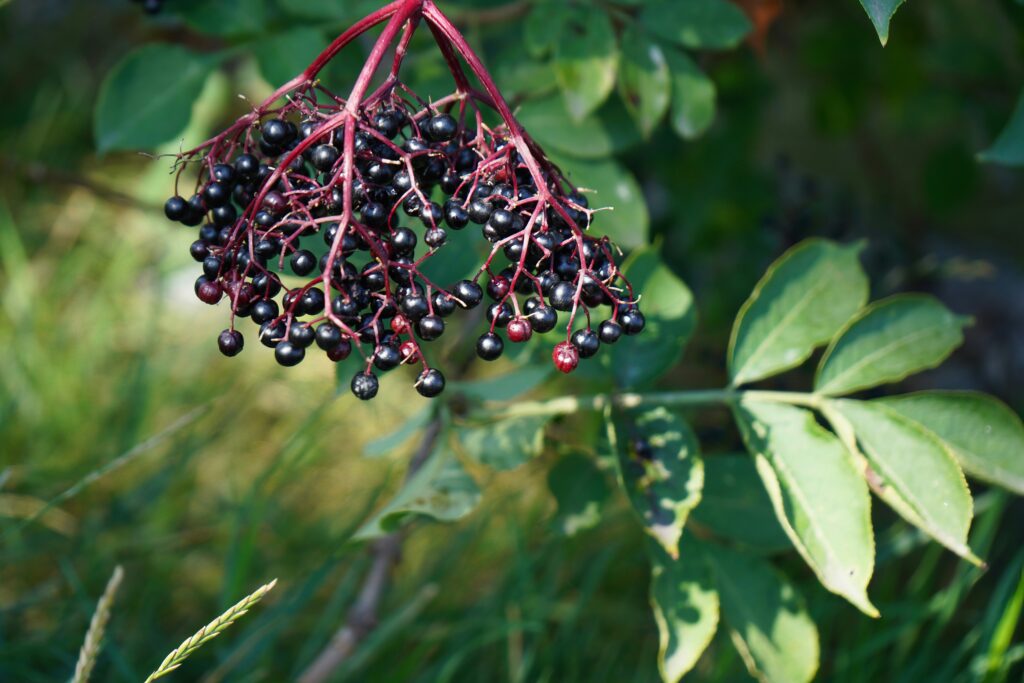 close up of ripe elderberries on the plant