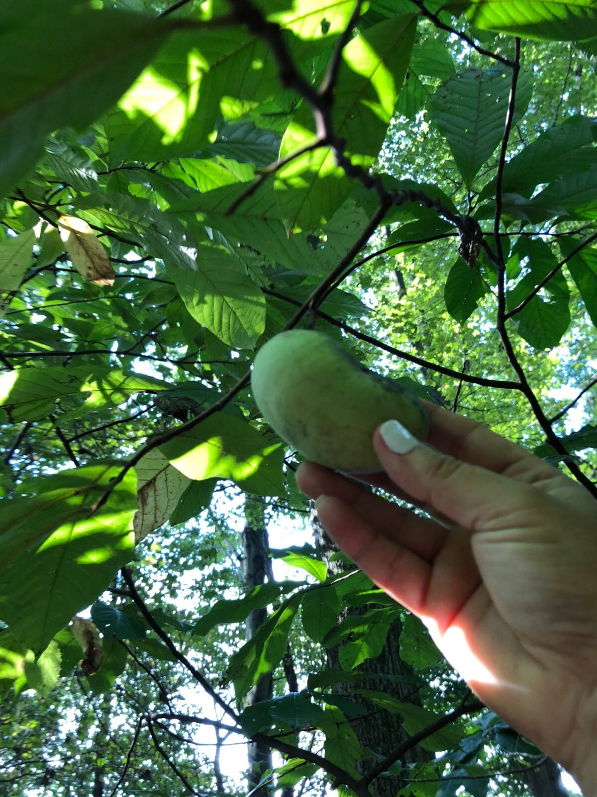 Checking a pawpaw fruit for ripeness on the tree