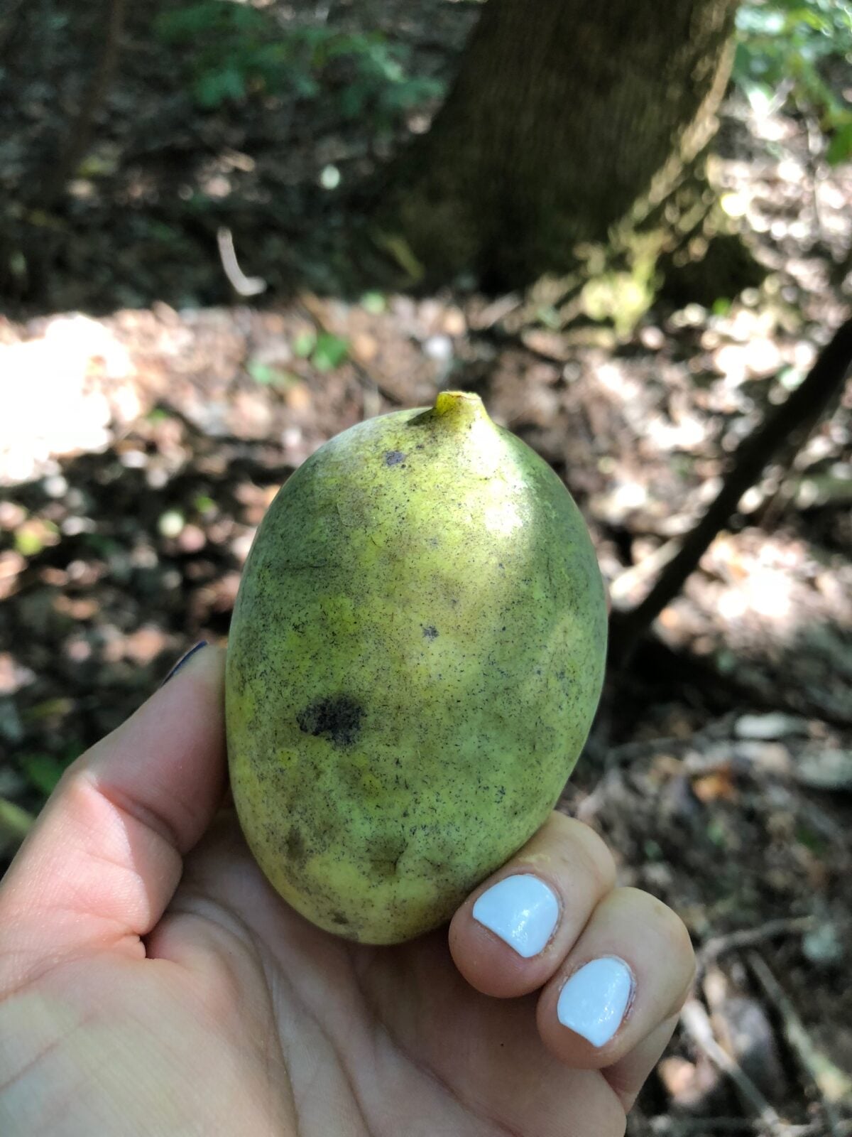 Fresh ripe pawpaw fruit harvested in Pennsylvania