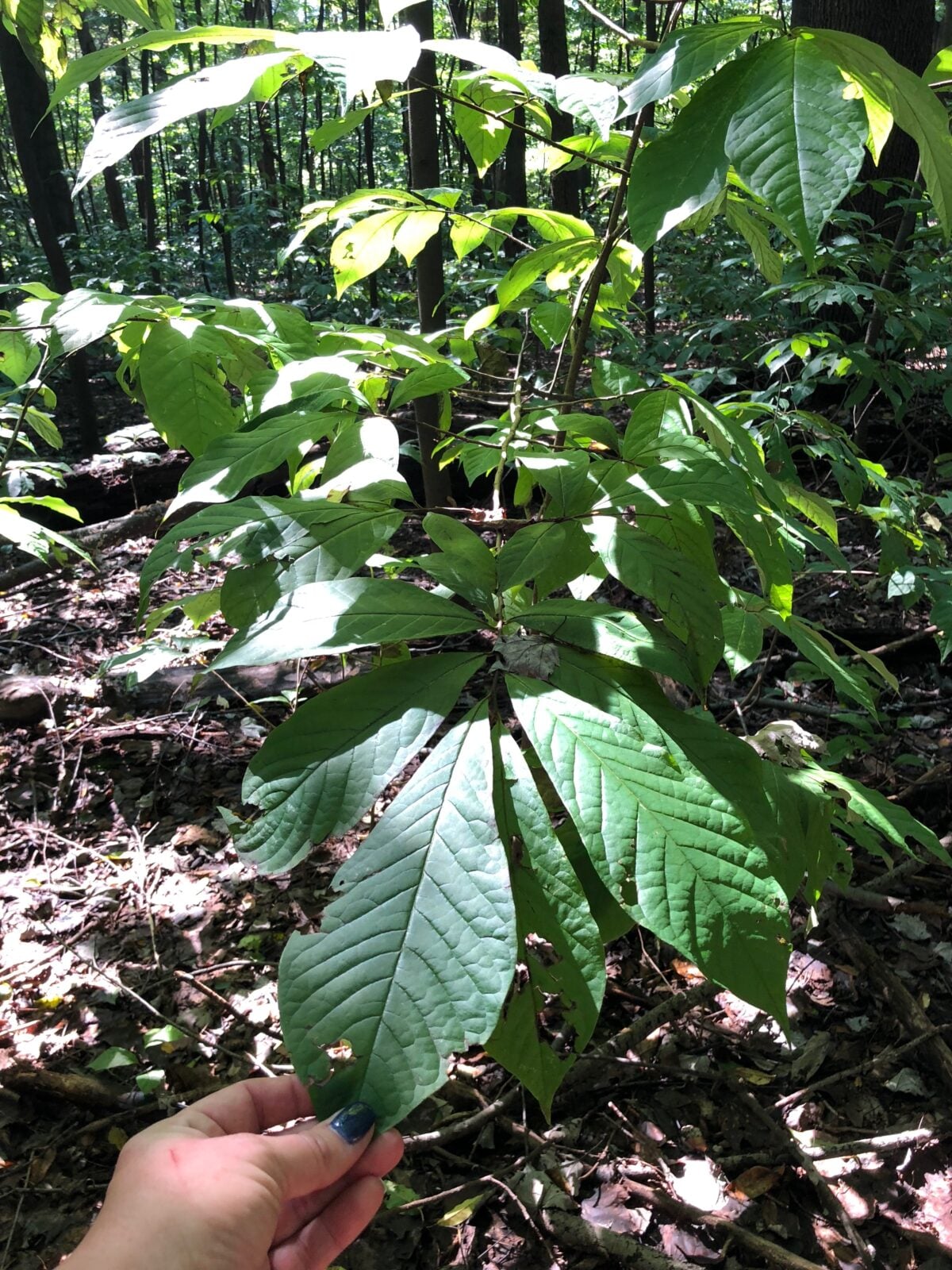 Large oblong leaves on a native pawpaw tree