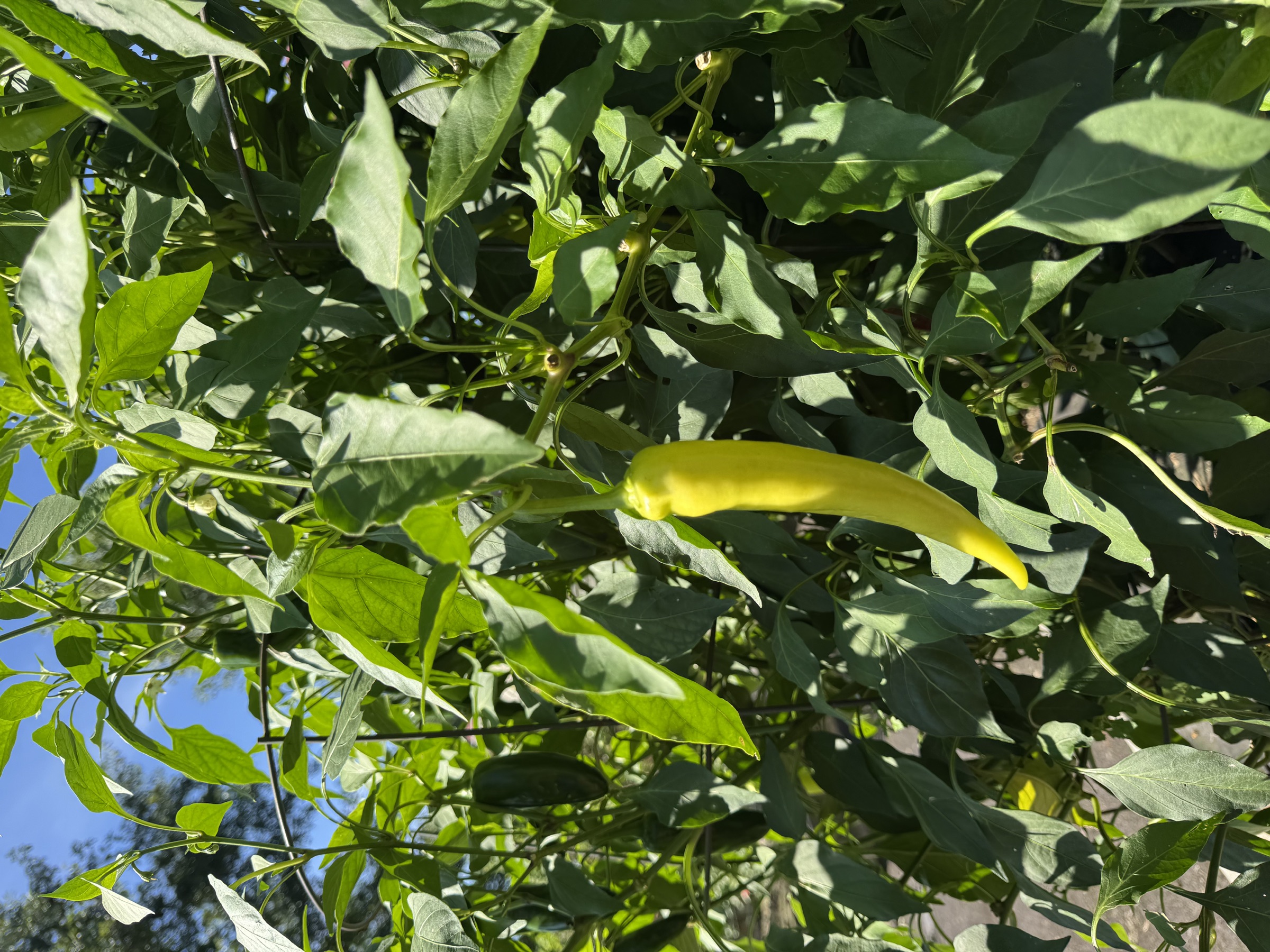 banana peppers growing in Hayley’s garden