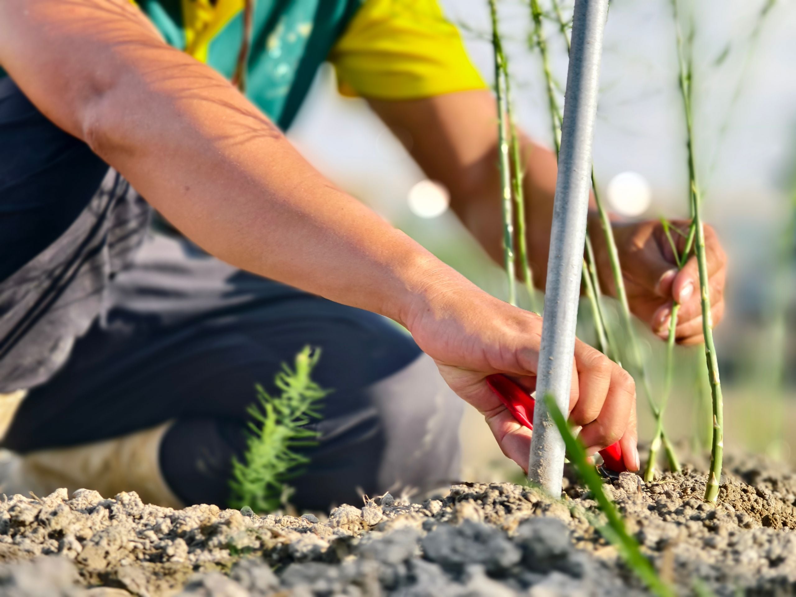 Close-up of gardener's hands tending young asparagus plants in a sunny field.
