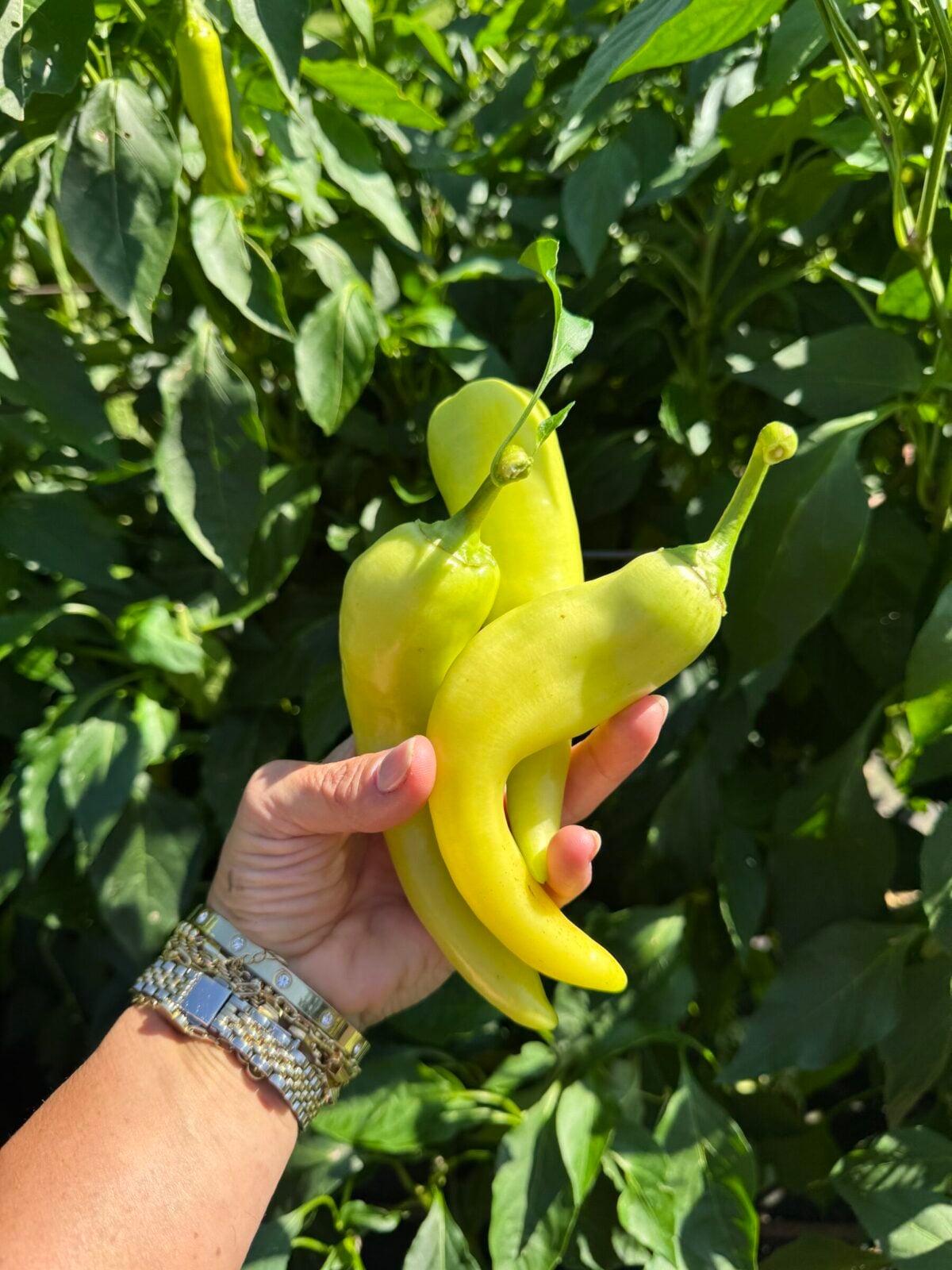 Fresh banana peppers harvested from our garden