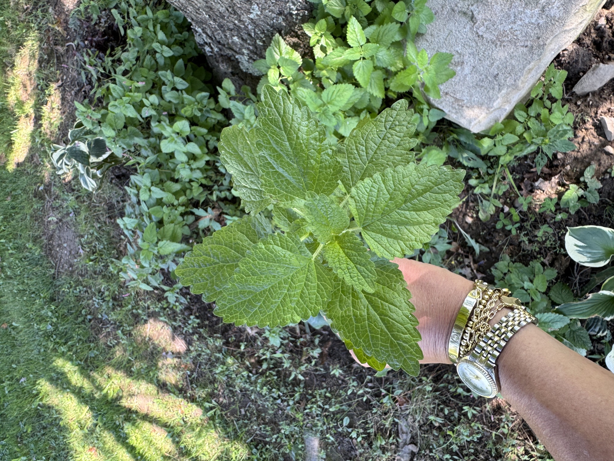 fresh lemon balm leaves and lemon ready for tea