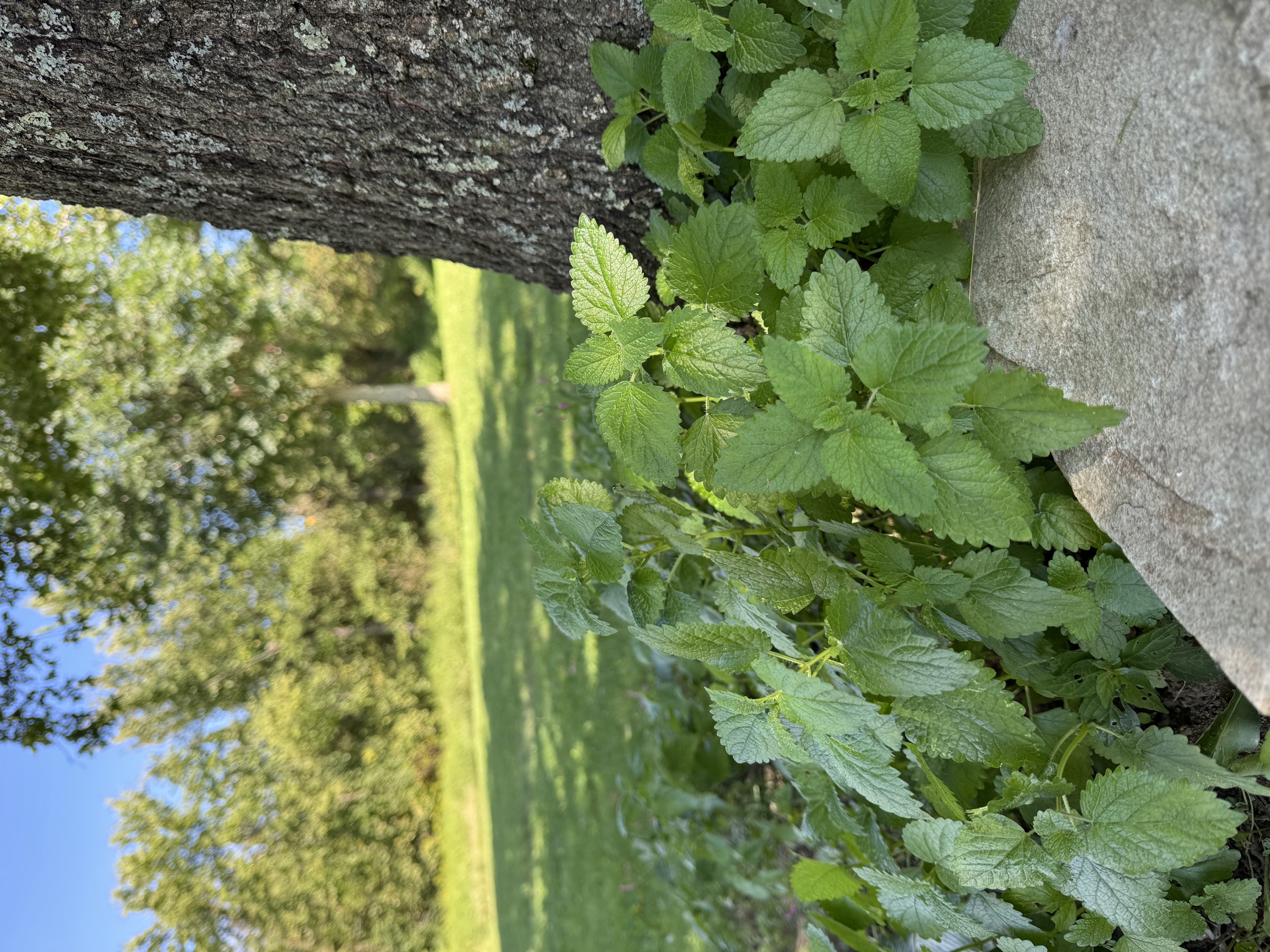 lemon balm growing on our Pennsylvania homestead