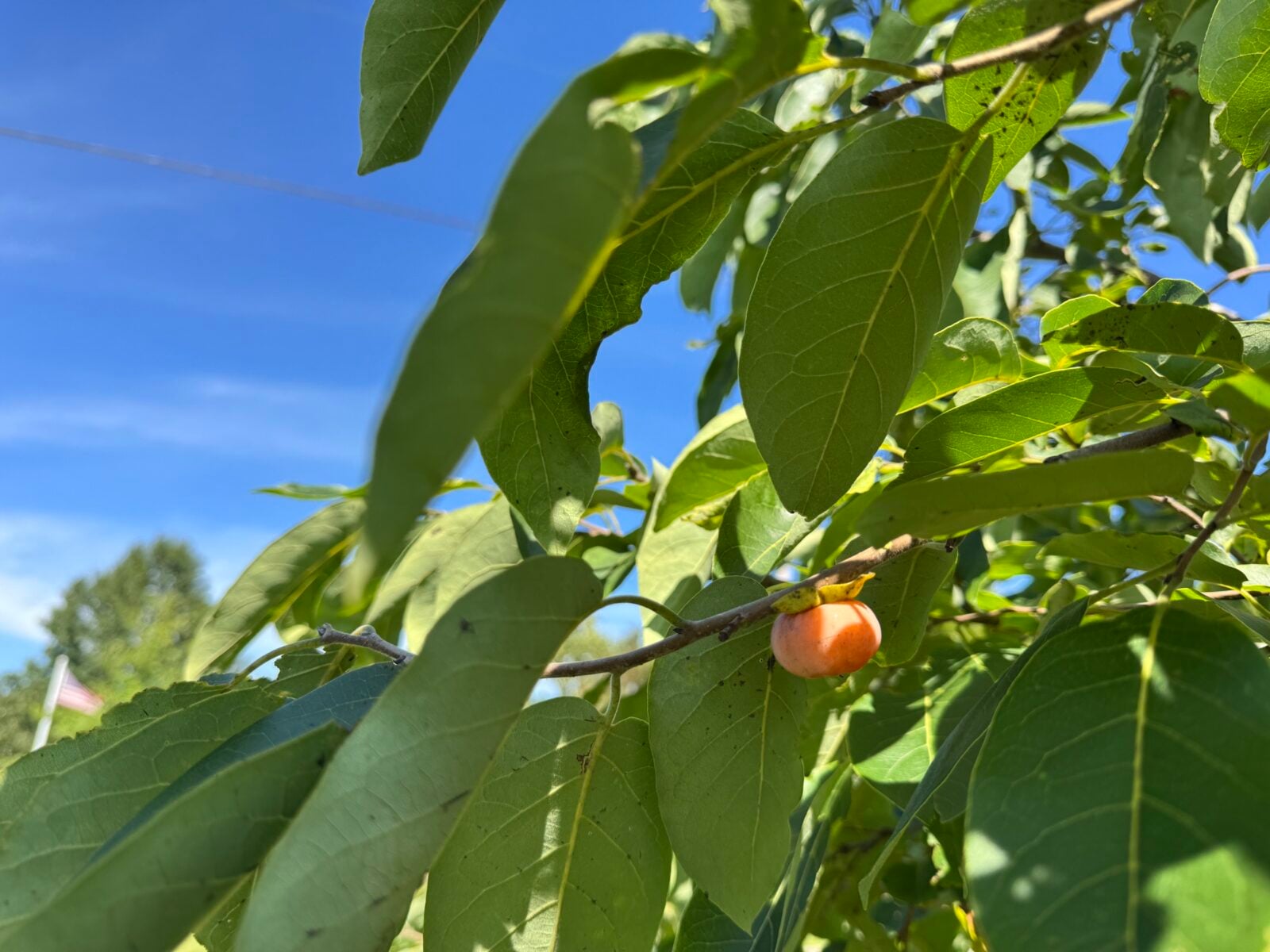 Orange American persimmon fruit on the tree