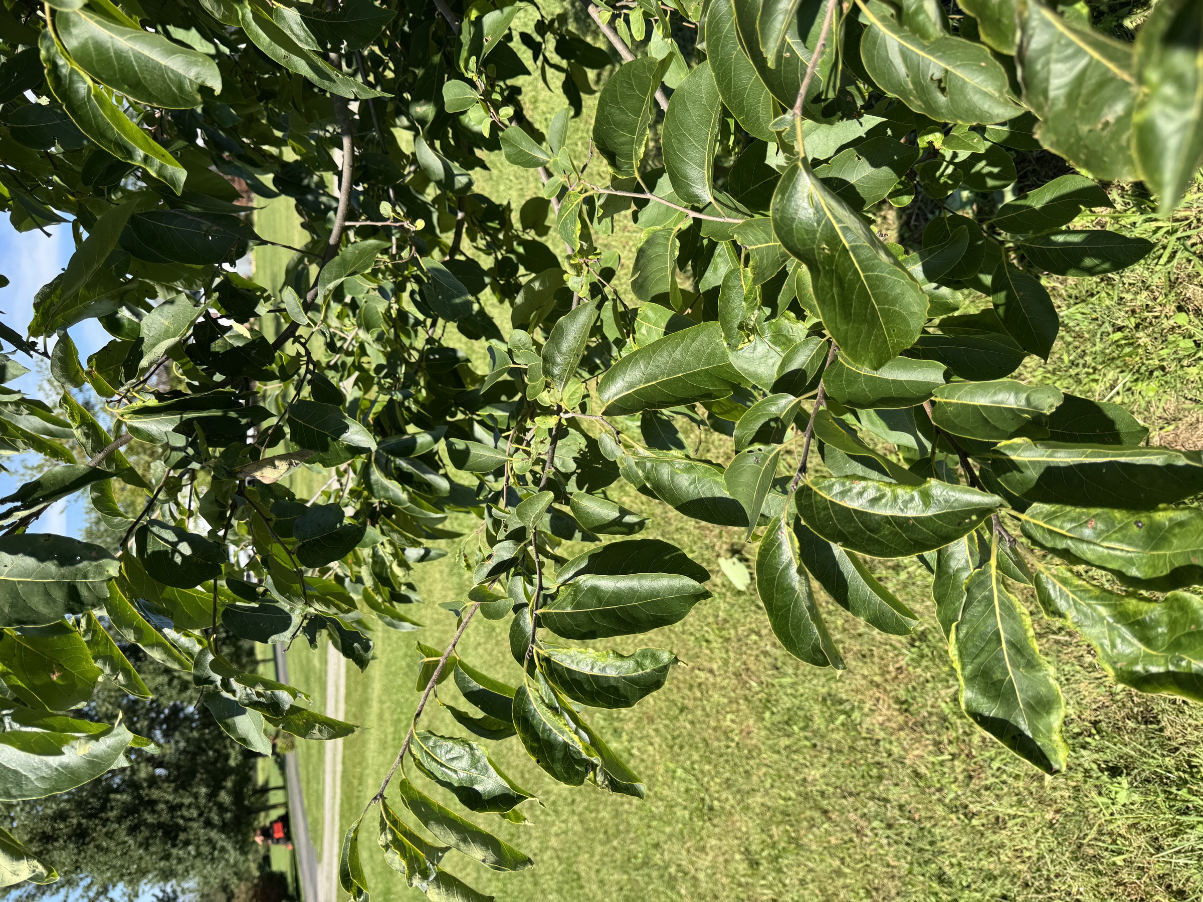 Leaves and green fruit on an American persimmon tree