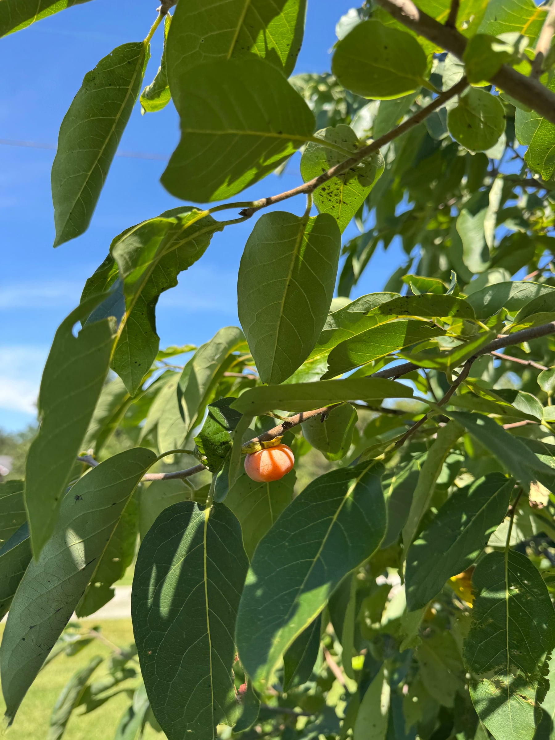 American persimmons ripening on our Pennsylvania tree