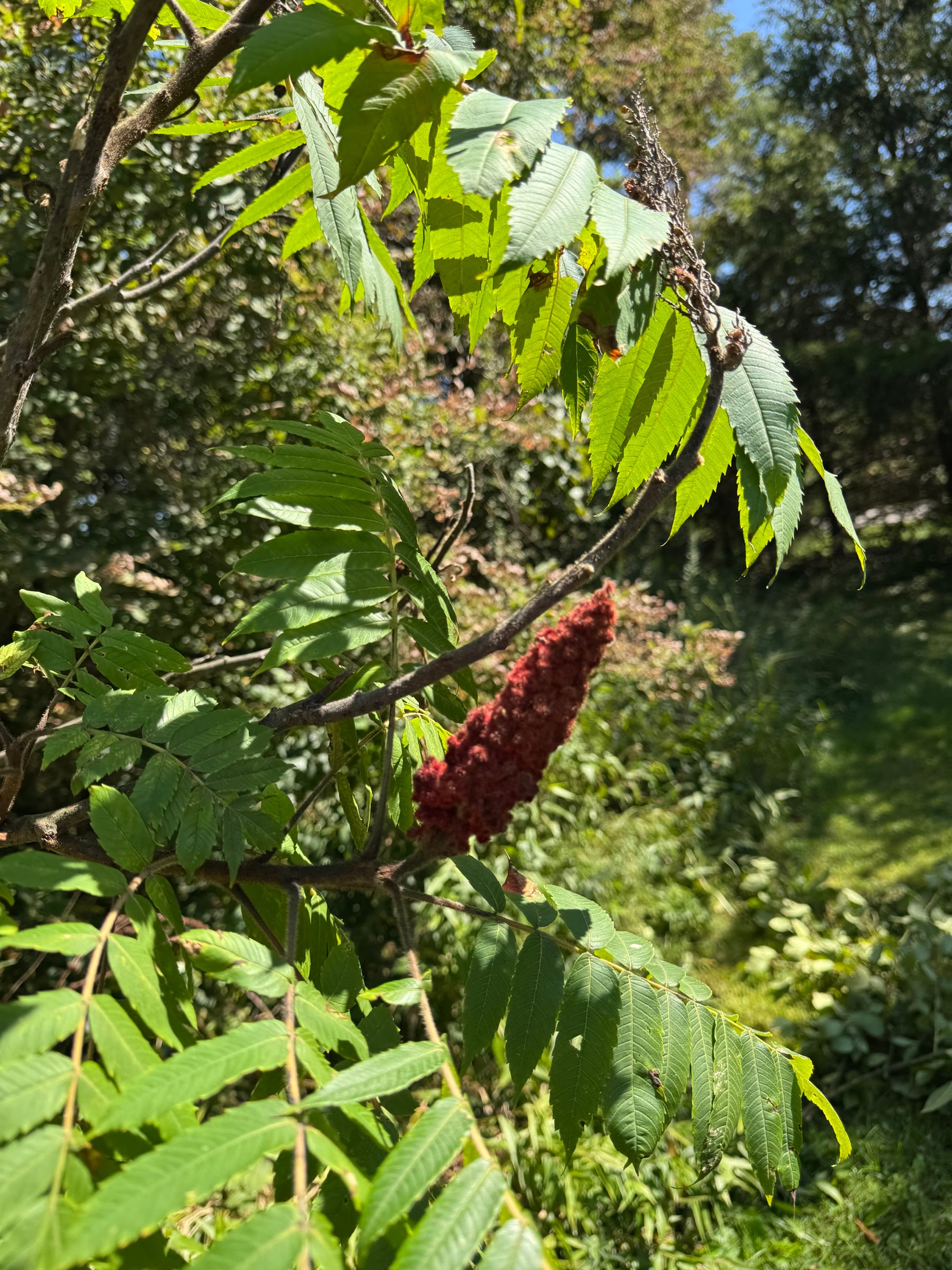 red staghorn sumac cluster growing on our Pennsylvania homestead