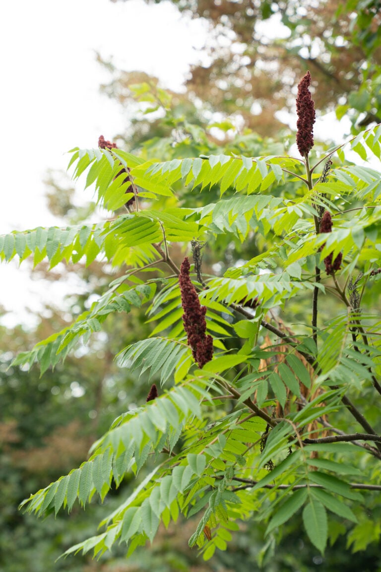 Staghorn sumac tree with red fruit clusters and compound leaves on our Pennsylvania homestead