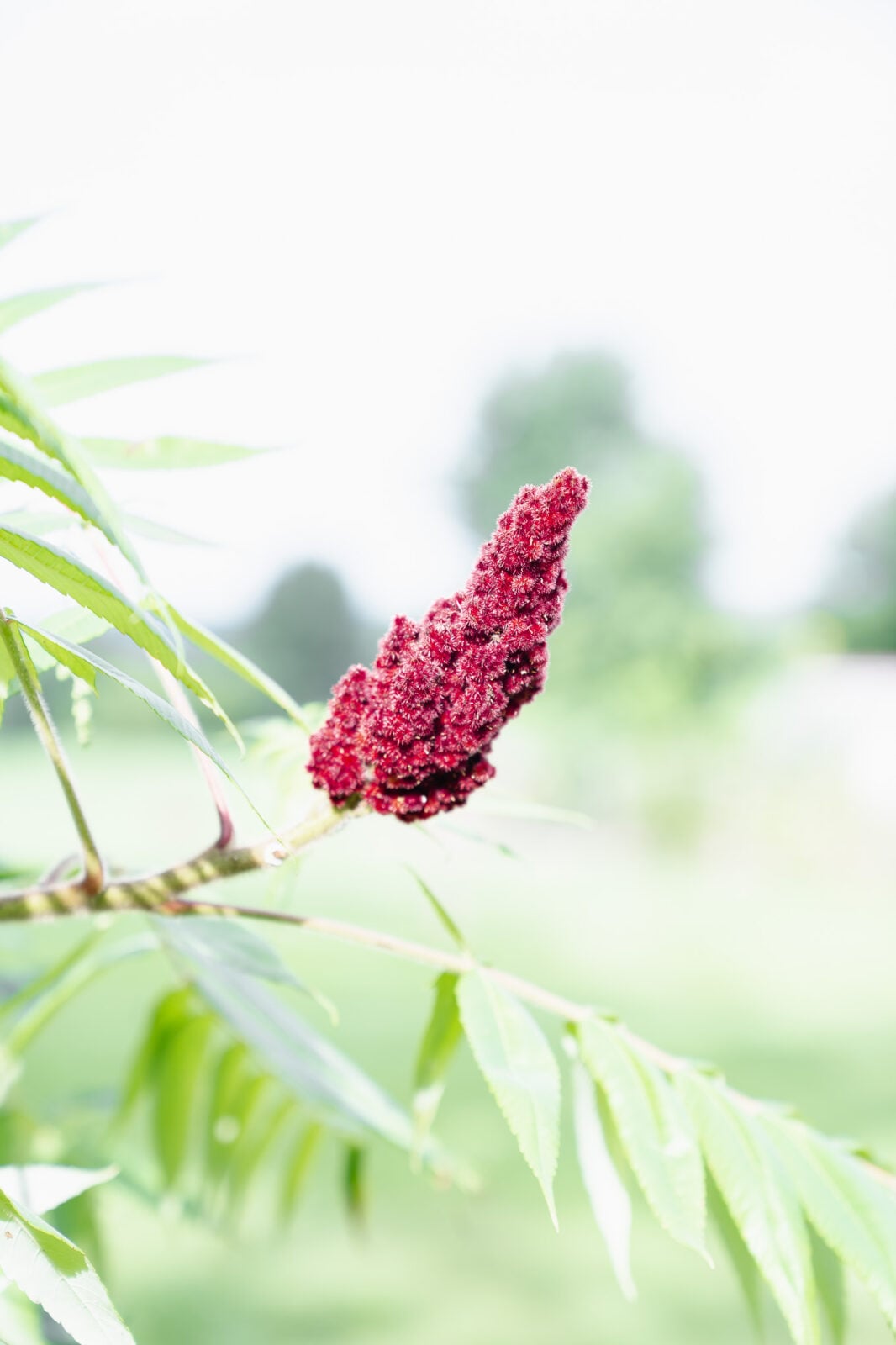 Ripe red staghorn sumac fruit cluster on the plant