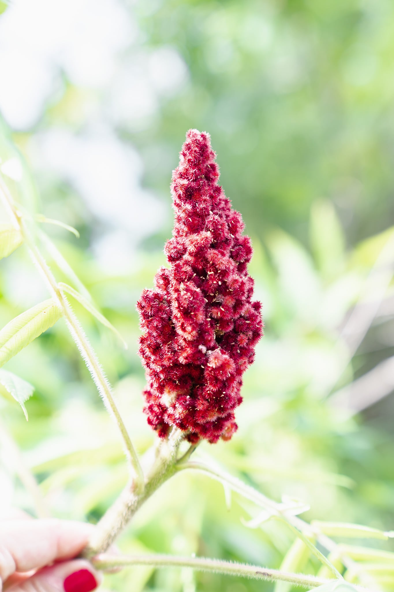 sumac