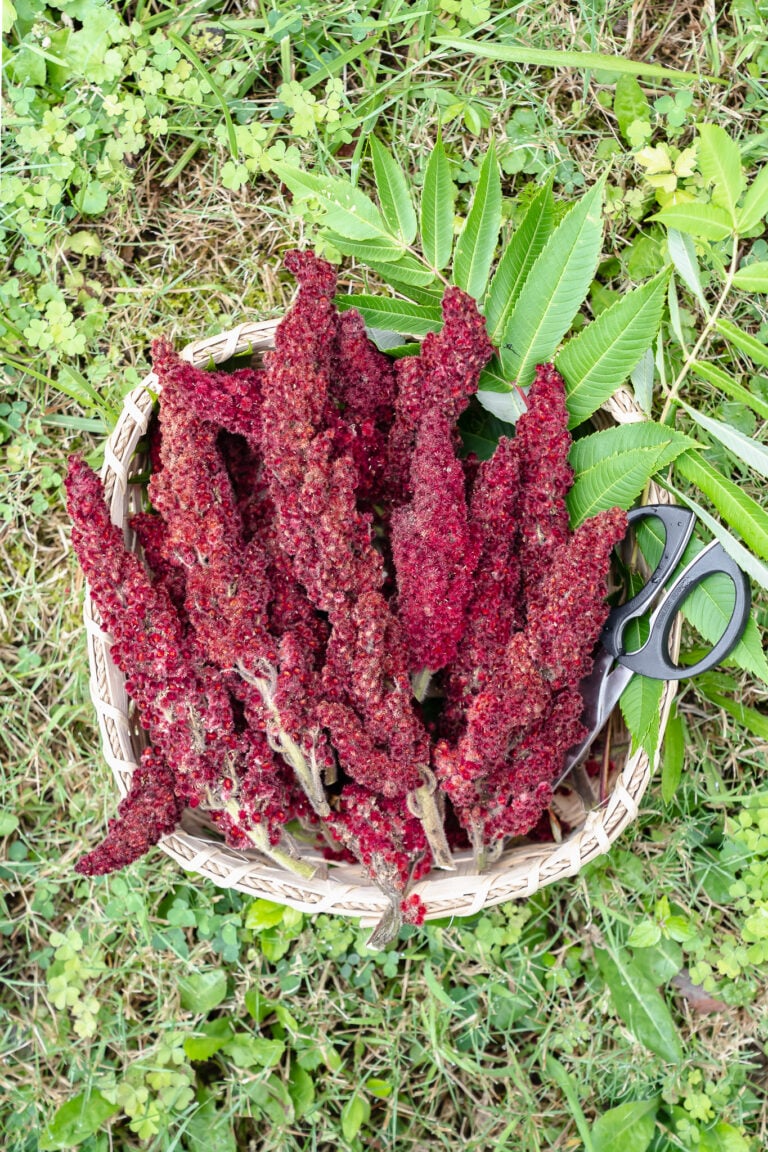 sumac