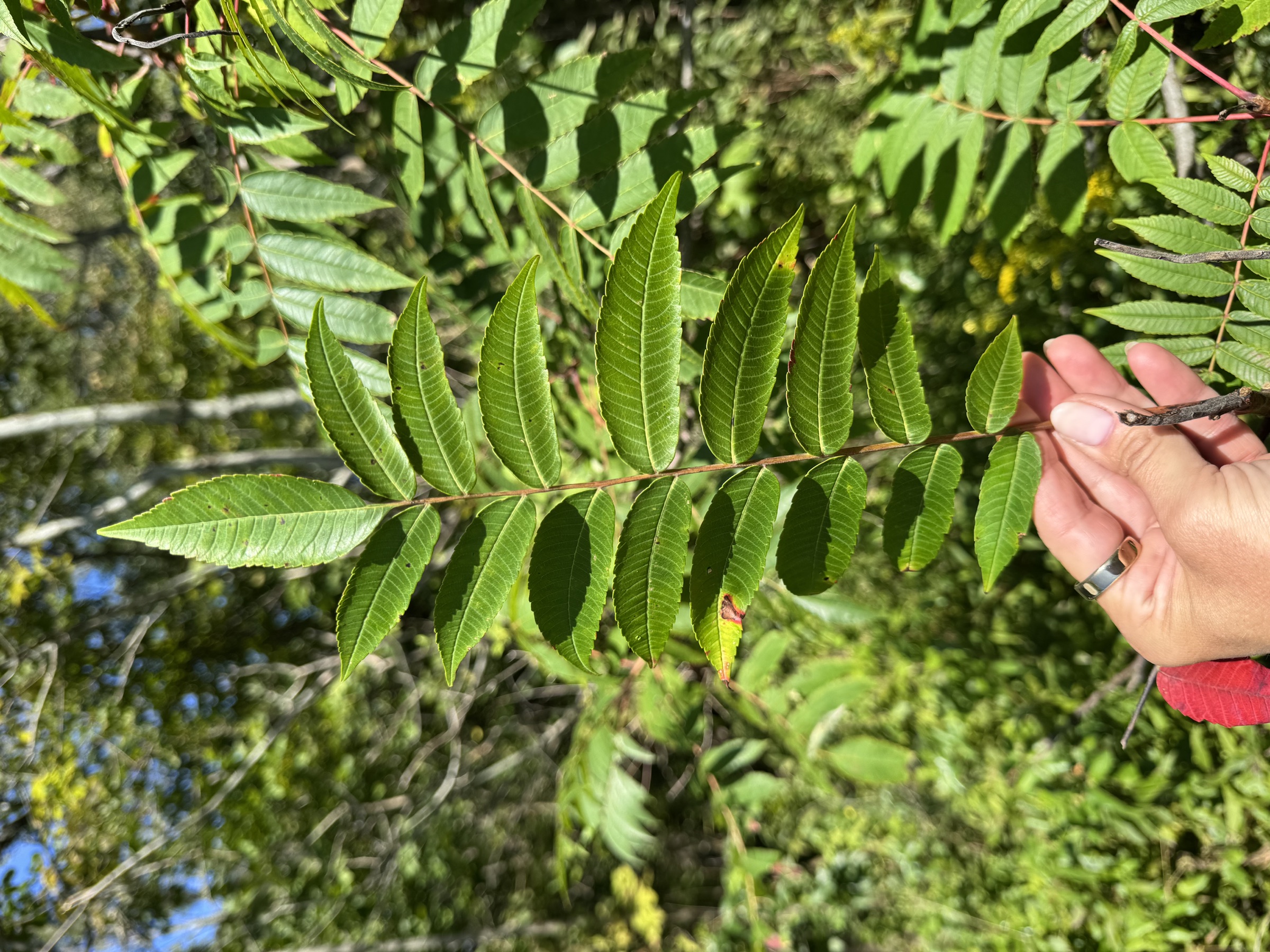 staghorn sumac leaves and developing green fruit cluster