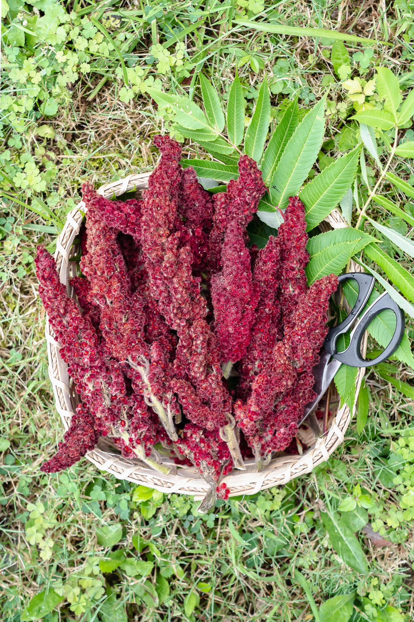 sumac