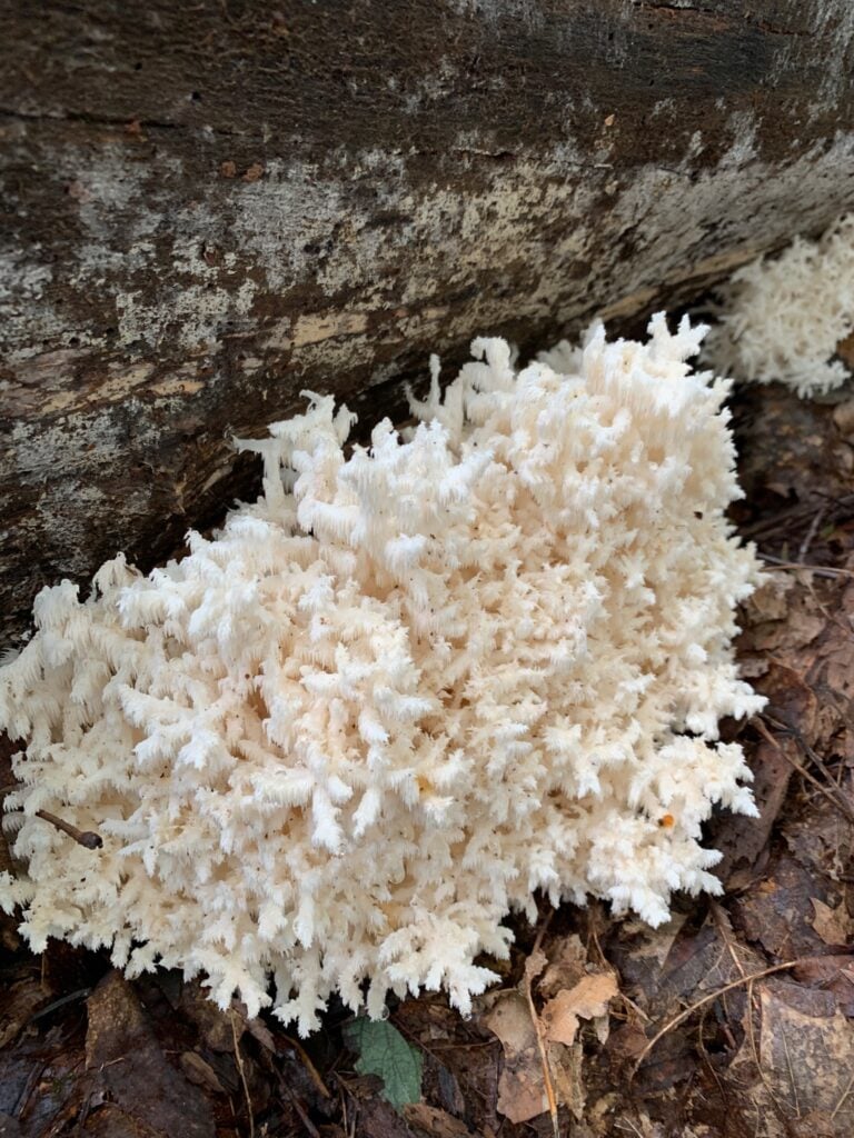 Branching white tooth fungus with short hanging teeth growing along a fallen log