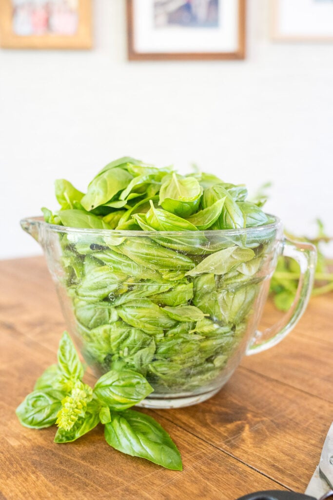 Fresh basil leaves loosely packed in a glass measuring cup
