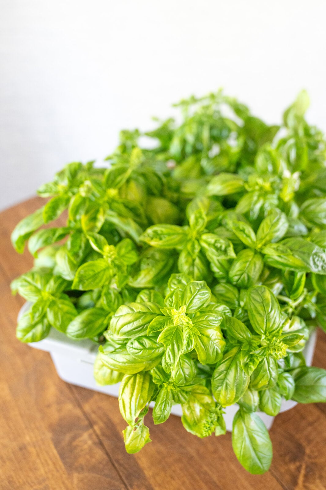 Freshly harvested basil piled on a white tray before preserving