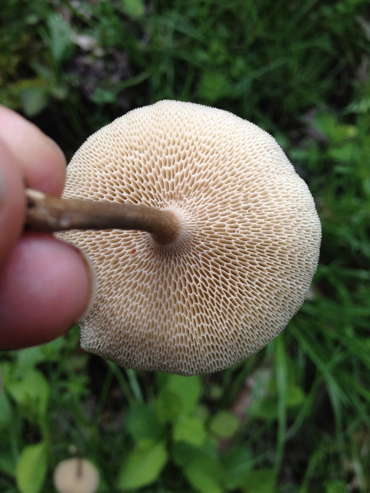 Underside of a mushroom showing a dense surface of small pale pores around a brown stem.