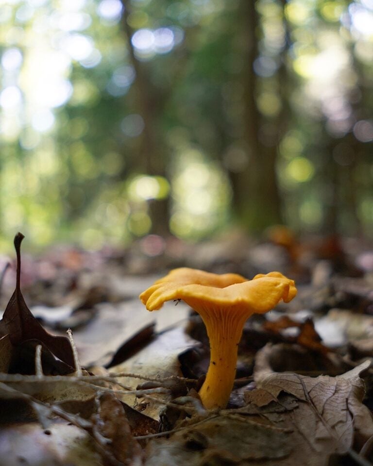 Golden chanterelle mushroom growing among fallen leaves in the woods