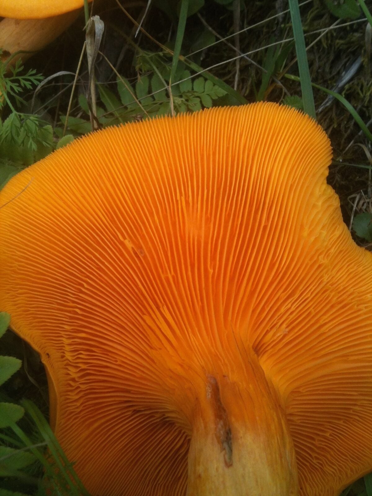 Close-up of thin orange gills extending from a mushroom stem toward the cap edge.