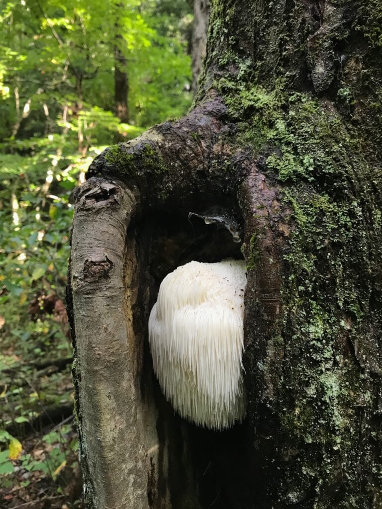 White shaggy tooth fungus growing inside a cavity in a tree trunk