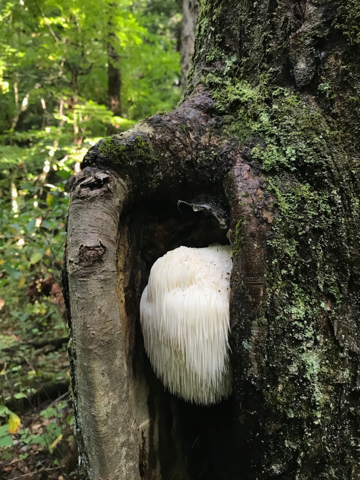 White shaggy tooth fungus growing inside a cavity in a tree trunk