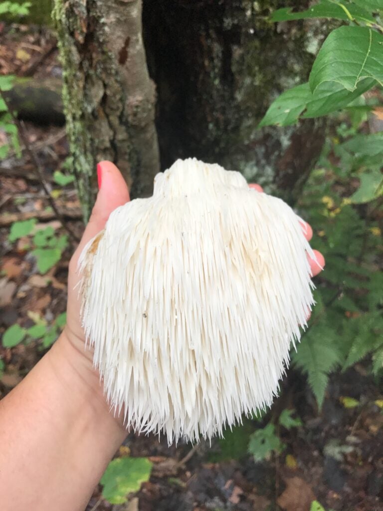 White tooth fungus held in a hand, showing long hanging spines