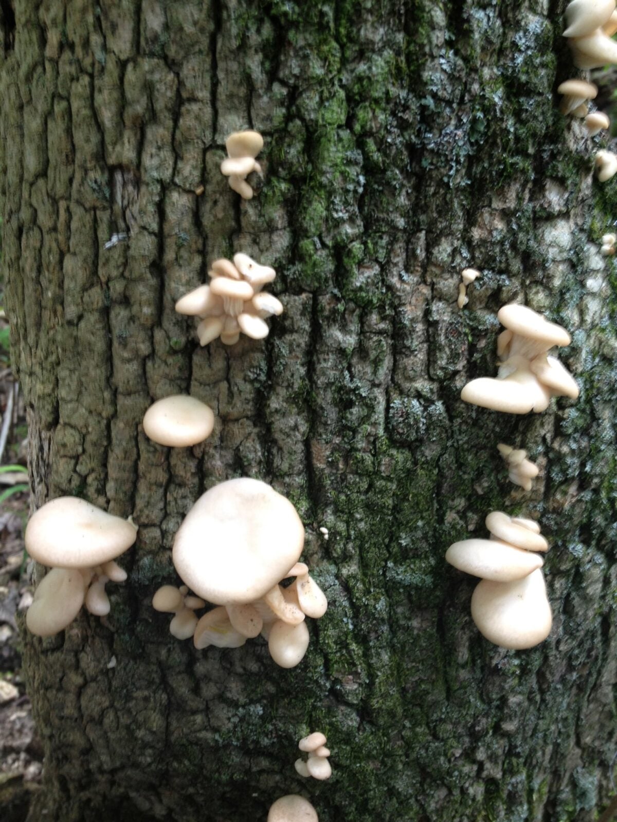 Clusters of pale mushrooms growing directly from the bark of a tree trunk.