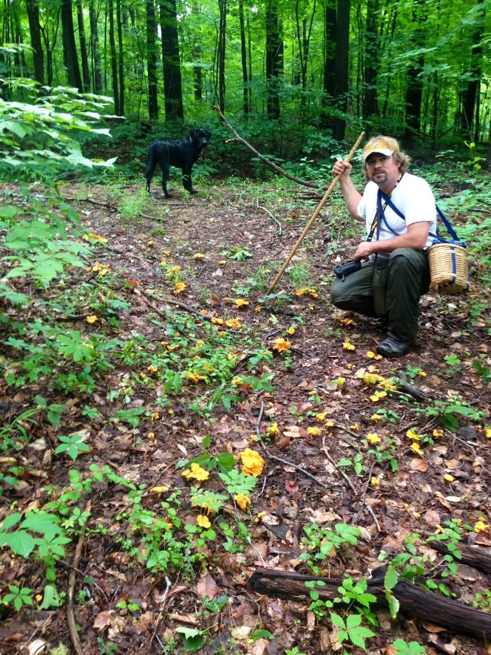 A forager kneeling beside yellow mushrooms in woodland, with a basket and dog nearby.