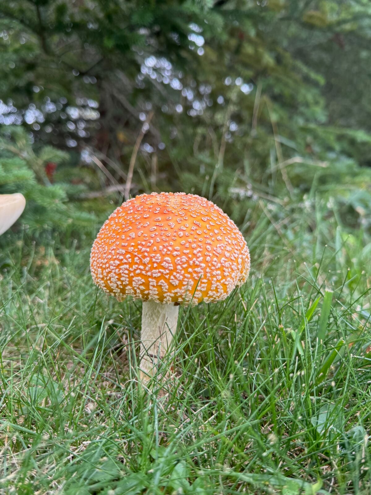 An orange mushroom cap covered with pale raised patches, on a light stem in grass.
