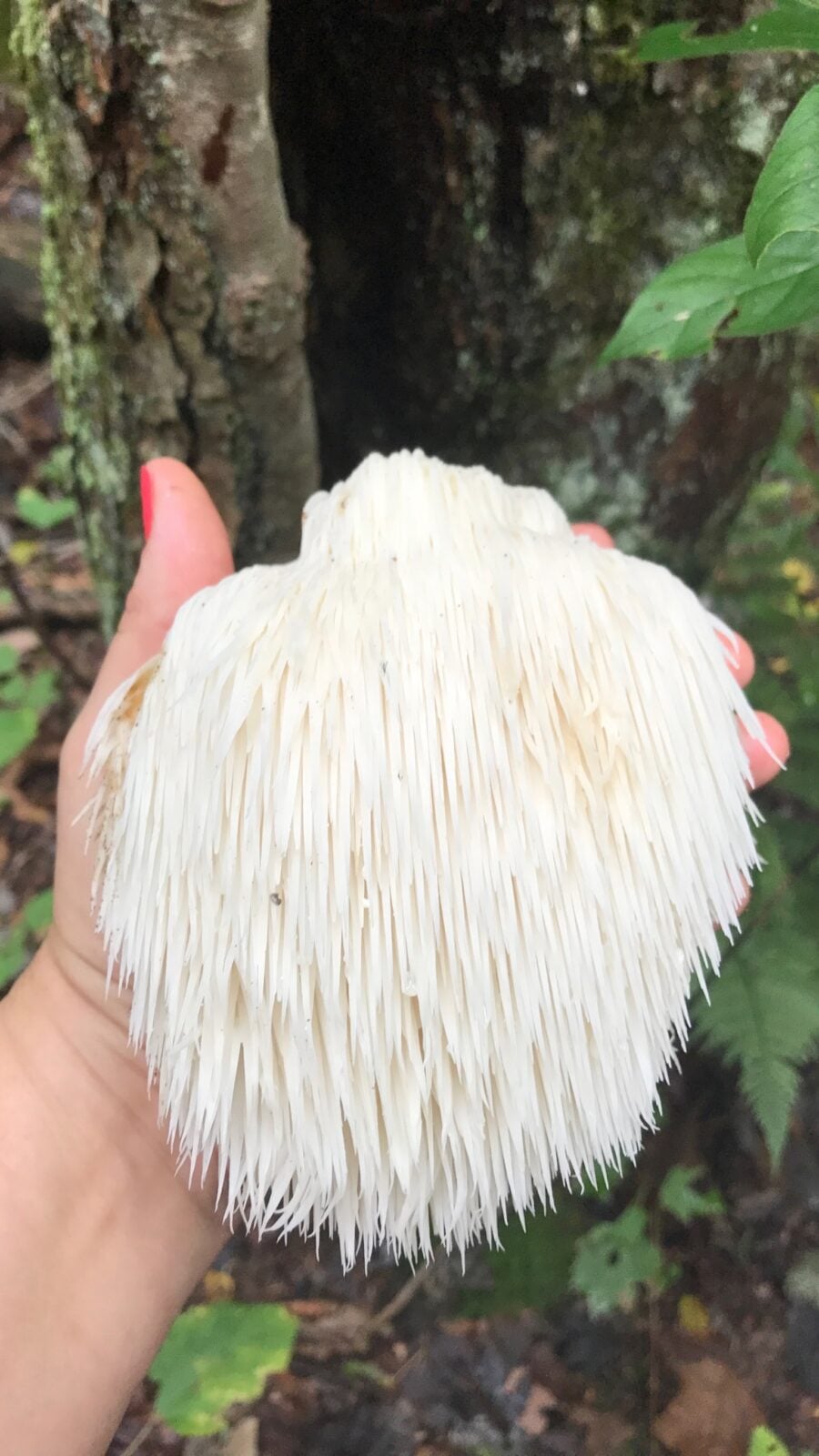 A hand holding a white fungus covered in long hanging teeth.