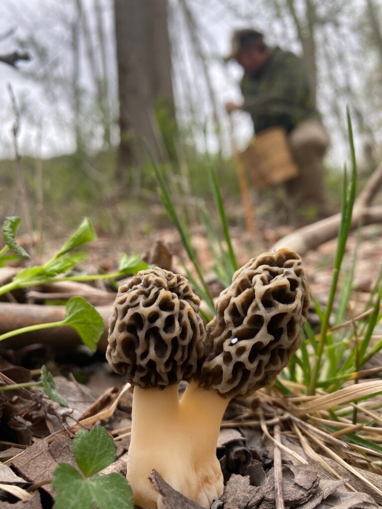 Two honeycombed mushrooms growing among woodland leaves, with a forager and basket in the background.