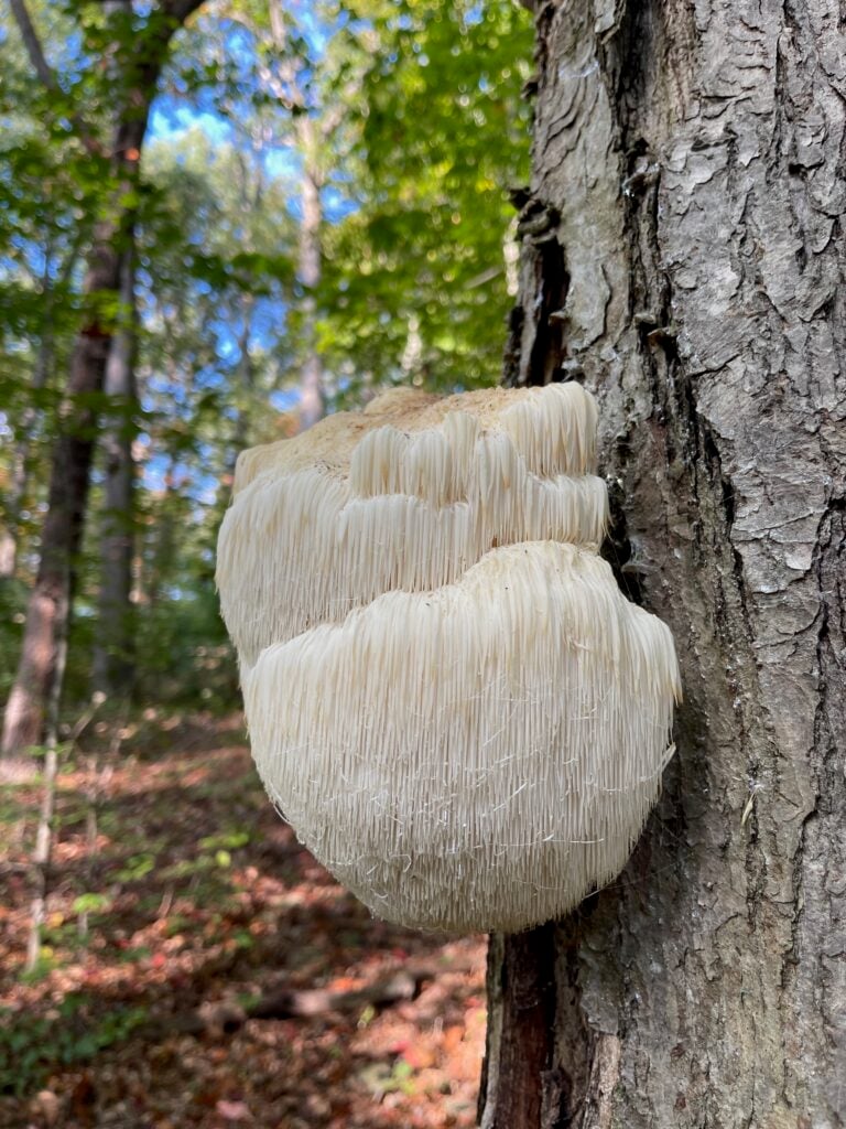 Large white tooth fungus with hanging spines growing on a woodland tree trunk