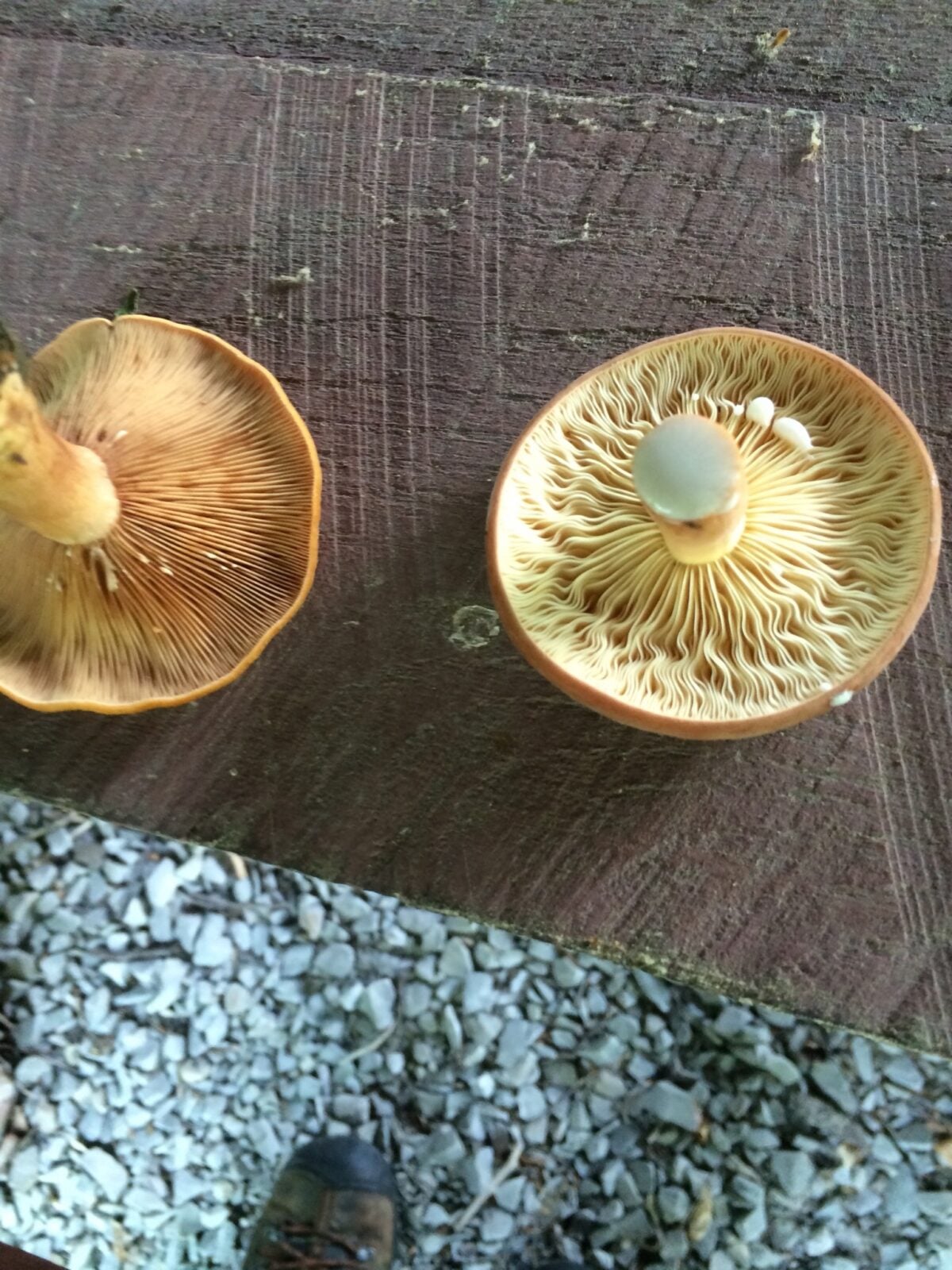 Two mushroom undersides showing differently colored and spaced gills on a wooden surface.