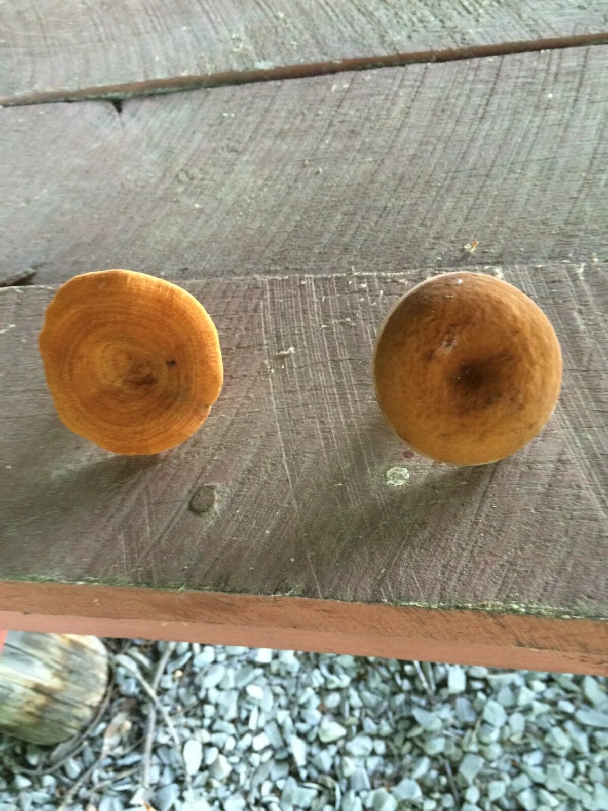 Two orange-brown mushroom caps placed next to each other on a wooden surface.