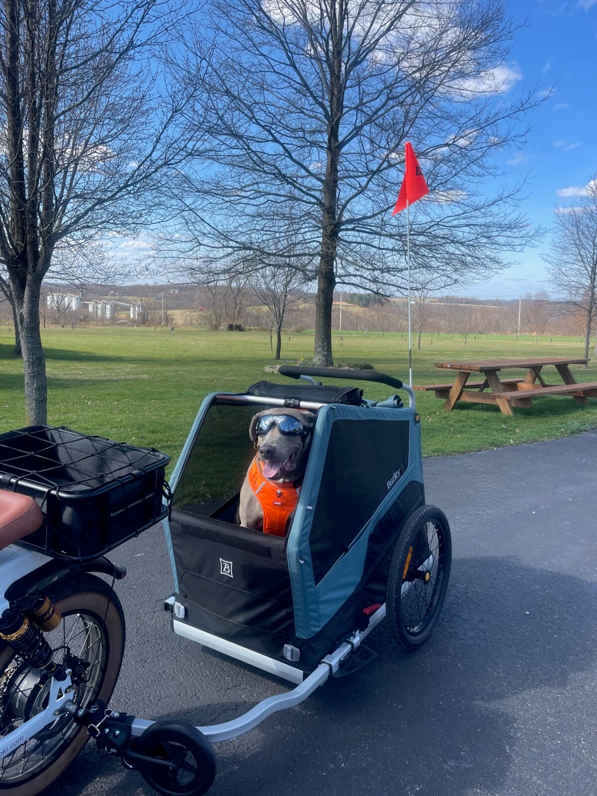 Argos wearing goggles and an orange harness in his Burley dog bike trailer